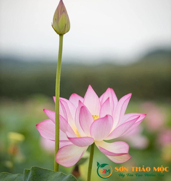 Viên uống ổn định đường huyết Sơn Thảo Mộc