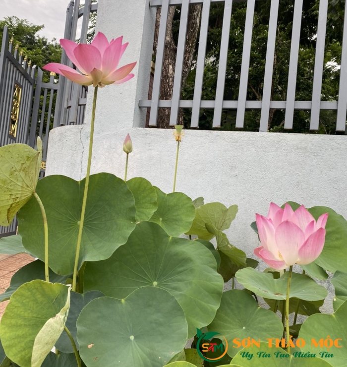Viên uống ổn định đường huyết Sơn Thảo Mộc